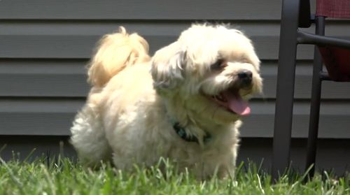 Family Urges Pet Safety After Losing Service Dog