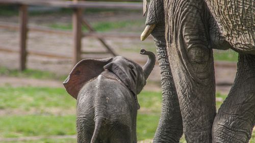 Elephants To Be Moved From Uk Zoo To Kenyan Wild In ‘world First’