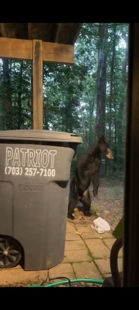 Video: Roaming Black Bears Create Stir In The Manassas Area