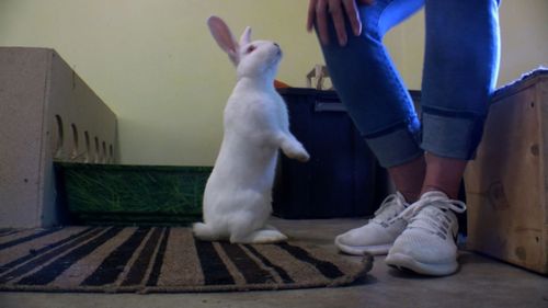 Abandoned Rabbits, Adopted During Pandemic, Multiplying In Some Minnesota Communities
