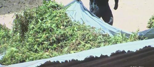 La County Sheriff Announces Largest Marijuana Bust In Department History