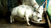 Watch Now: This Could Be The Smallest Cow In The World