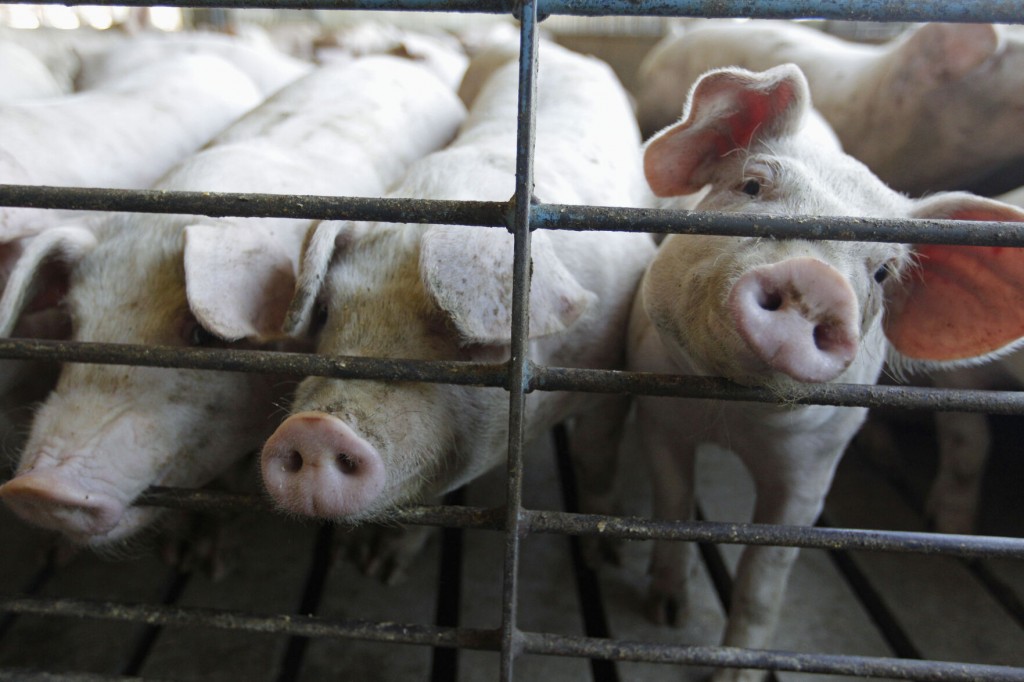 New Us Rules To Protect Animal Farmers Expected This Week