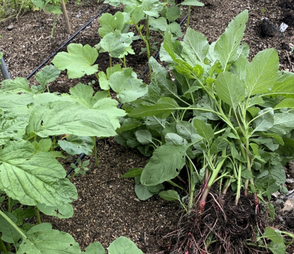 Weeds Aren’t All Bad, But Do Need To Be Controlled