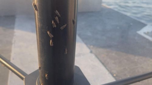Scientists Welcome Caddisfly Swarms Along Colorado River In Laughlin
