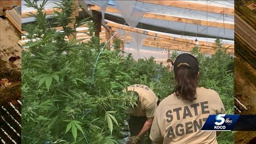 Marijuana Growers Say They’re Being Unfairly Targeted As State Aims To Crack Down On Illegal Grows