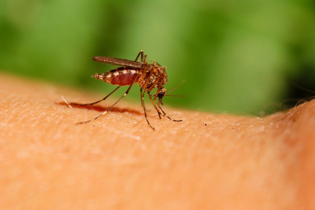 Tips On How To Get Through Bug Biting Season