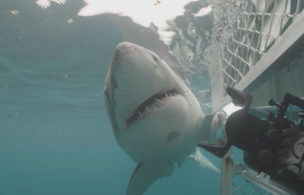‘air Jaws,’ ‘orca Vs. Great White’ & More Specials Celebrating Superlatives