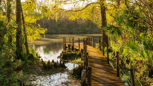 The ‘amazon Of North America’ Could Be Florida’s Best Kept Secret