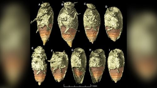In Fossilized Dinosaur Poop, Scientists Find Hidden Treasure