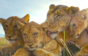 Journey To ‘serengeti’ And ‘jerusalem,’ Showtime’s ‘end,’ A ‘power’ Ful Spinoff, Catch A ‘100 Foot Wave’