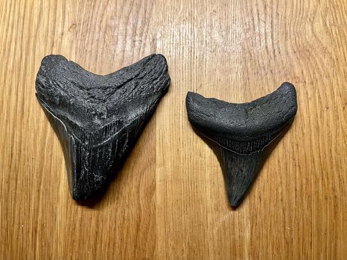A Man Found Two Megalodon Teeth 3 Weeks Apart. The Latest One Is Thanks To Tropical Storm Elsa
