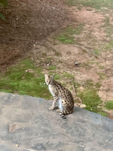 Atlanta Woman Wakes Up To Find A Wild African Cat On Her Bed