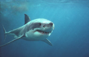 Shark Week & Sharkfest: 6 New Specials & 6 Classics Not To Miss