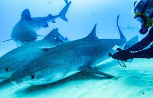 4 Shark Week & Sharkfest Specials Exploring Mating Patterns