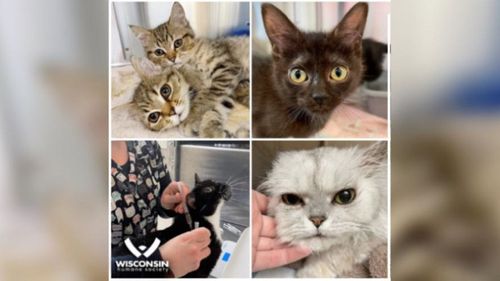Wisconsin Humane Society Seeks Fosters After Taking In 55 Cats From Home, With More Expected