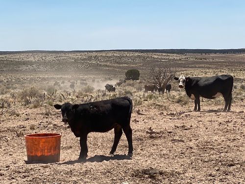 Cattle Are Competing Against Grasshoppers For Food In The West’s Historic Drought. The Bugs Are Winning.