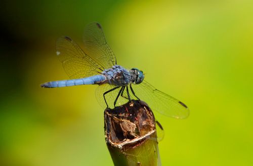 Dragonflies Are Losing Their Wing Color Because Of Climate Change, Study Shows
