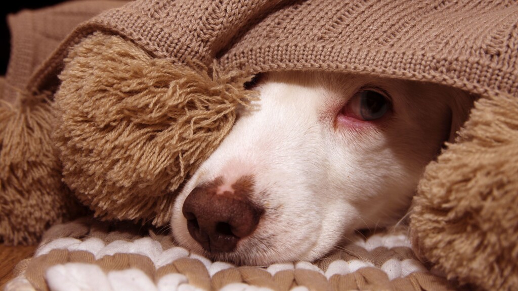 Pets And Fireworks: How To Keep Your Animals Calm And Safe On July 4