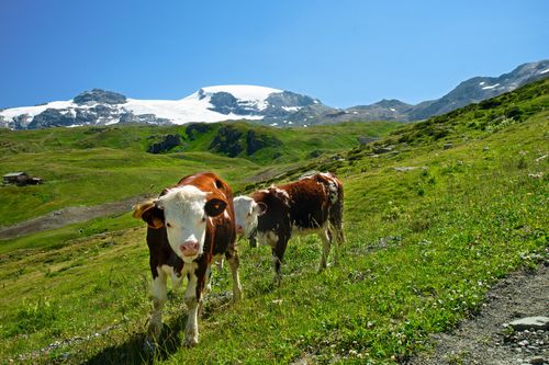 Cows’ Stomachs Can Break Down Hard To Recycle Plastic, Study Finds