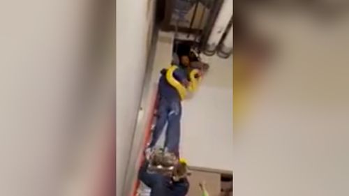 A 12 Foot Burmese Python Missing From A Mall Aquarium Has Been Found