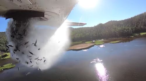 Utah Is Dropping Thousands Of Fish From Planes — Again