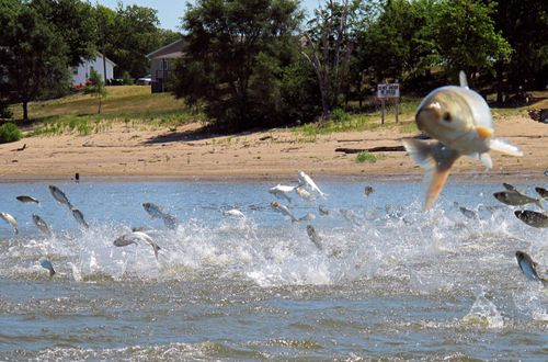 Certain Types Of Fish Are Being Renamed In The Wake Of Anti Asian Hate Crimes