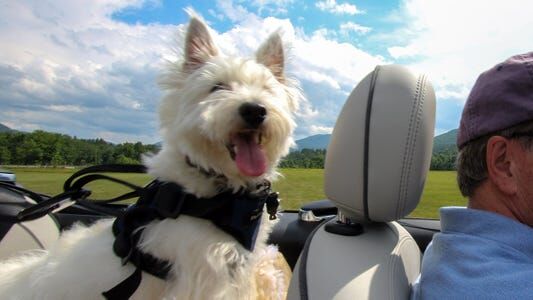 Best Dog Harnesses For Cars In 2021