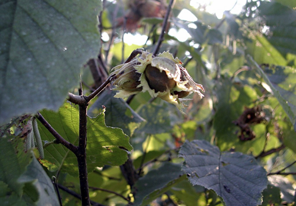 Filberts Or Hazelnuts? By Whatever Name, They’re Fun To Grow