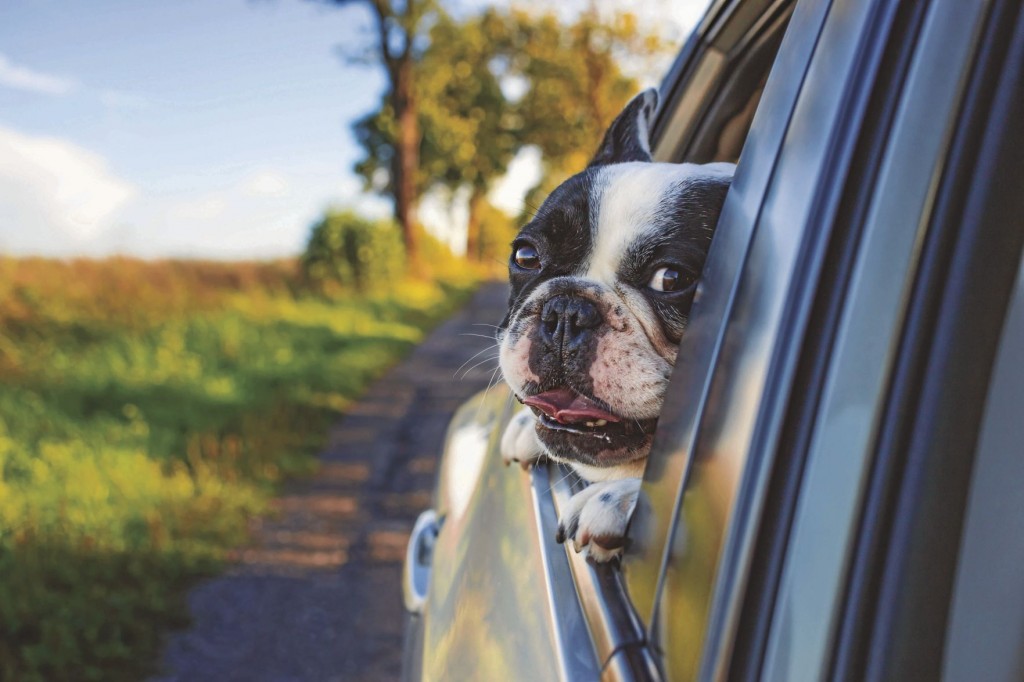10 Best Dog Friendly Cars, According To Cargurus