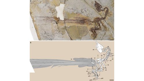 Fossil Reveals Bird With Long, Flashy Tail Feathers That Lived 120 Million Years Ago