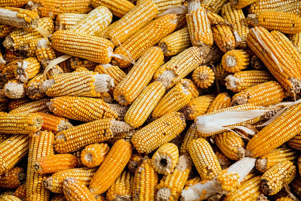 Corn, America’s Top Crop: Everything To Know