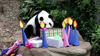 Watch Now: Singapore Wildlife Park Hosts Gender Reveal Party For Panda