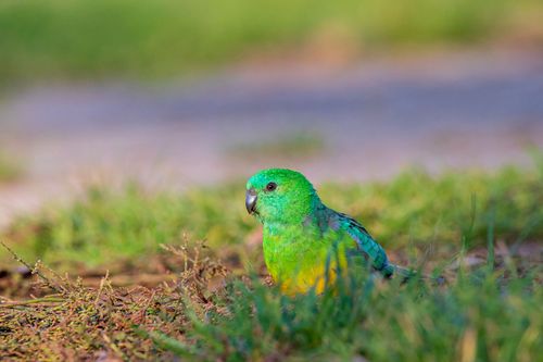 Animals Are ‘shape Shifting’ In Response To Climate Change