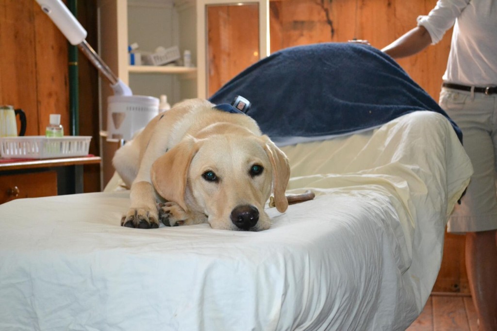 When It Comes To Business, It’s Pet Friendly For The Win