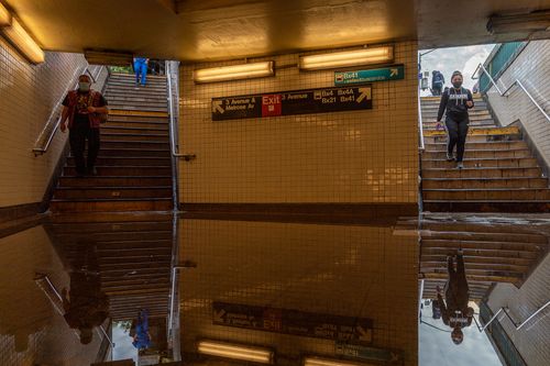 This Is What Happens To All The Rats When Cities Flood
