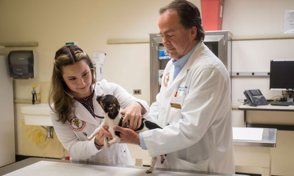 Puppy’s Upside Down Paws Fixed By Oklahoma Vet Team