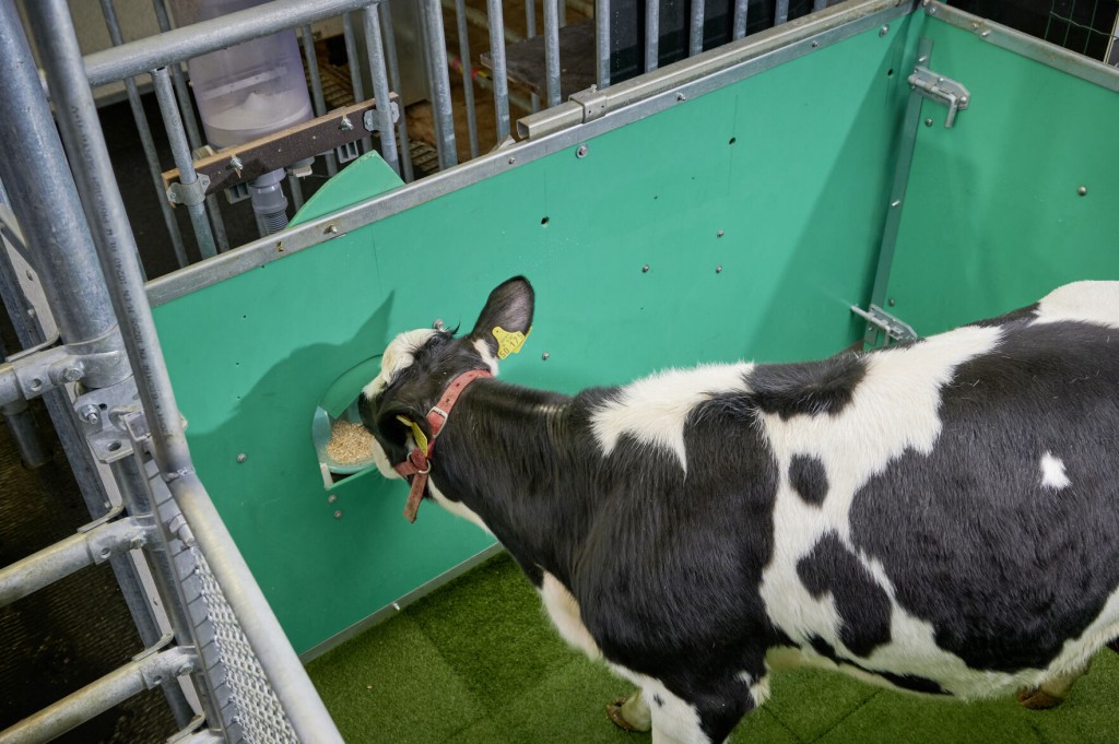Scientists Are Potty Training Cows In A Bid To Help Save The Planet