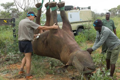Upside Down Rhino Experiment Wins Ig Nobel Prize