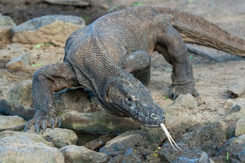Nearly 30% Of 138,000 Assessed Species Are Facing Extinction, Group Warns