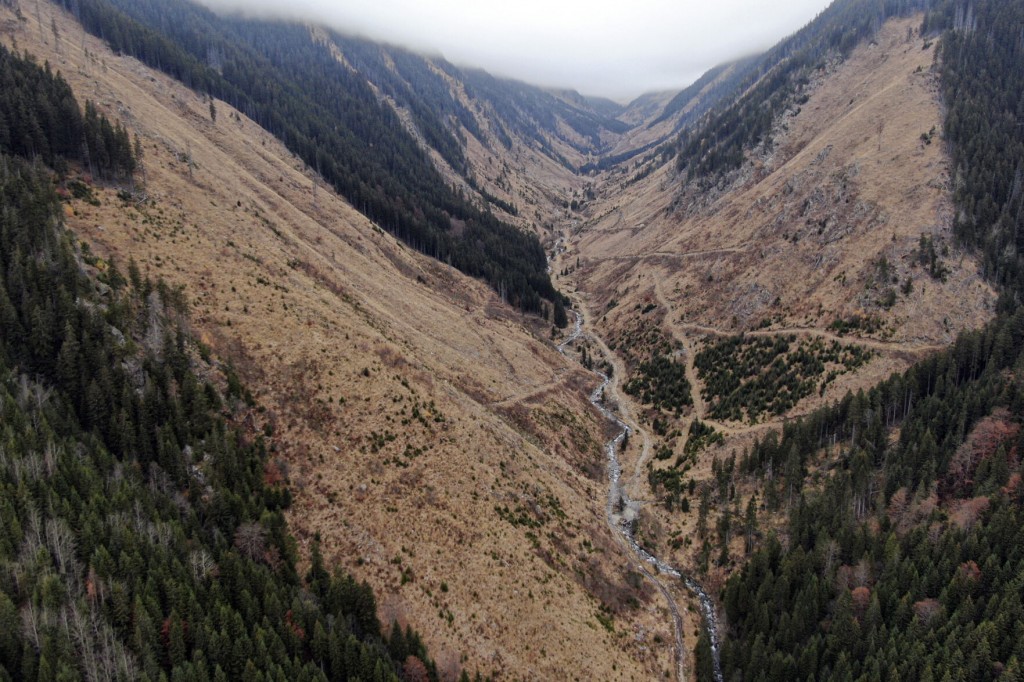 Romanian Forest Attack Highlights Illegal Logging ‘scourge’