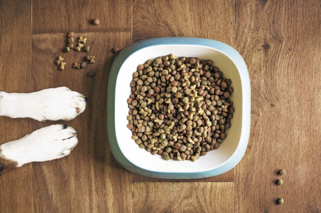 4 Steps For A Healthy, Successful Switching Of Dog Food