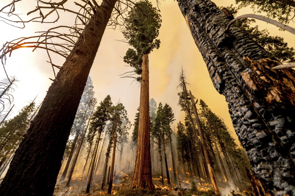 4 Famous Giant Sequoias Unharmed In California Fire