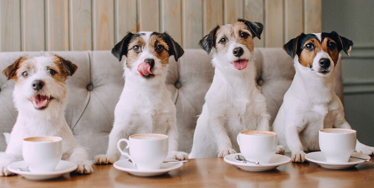 From Canine Coffee Klatches To Doggie Social Groups – Connecting With Fellow Passionate Pet Parents Is Easier Than Ever