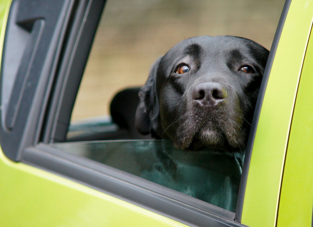 Heads Up! To Avoid Danger, Keep Your Dog’s Head Inside The Car