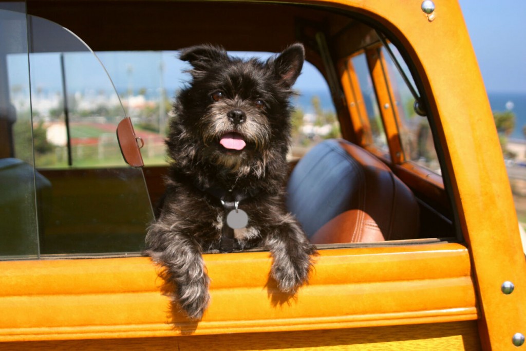 Should He Stay Or Should He Go? Deciding Whether To Take Your Pooch Along On Your Road Trip