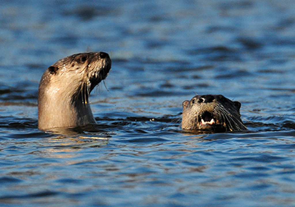 Public Warned In Alaska After River Otter Attacks