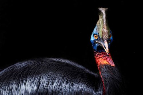 World’s Most Dangerous Bird Raised By Humans 18,000 Years Ago, Study Suggests