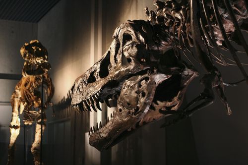 What Dinosaur Diseases — Which Might Seem Familiar — Can Tell Us About How They Lived And Died