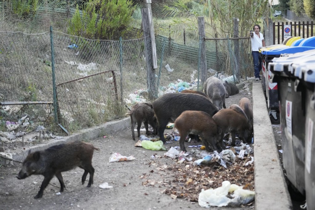 Basta! Romans Say Enough To Invasion Of Wild Boars In City